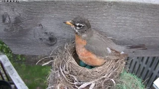 Robin Nest: 8 Days Before Hatching