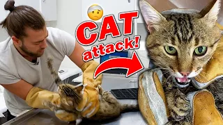 VAHŞİ KEDİ KAÇTI! 😱 Gerçekten Çok Hırçın Bir Kedi Saldırısı! ( cat attack )