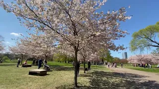 Spring time🌸🌸🌸Mari melihat bunga “Sakura” bermekaran🌸🌸di “Uzvaras Parks” Riga,Latvia🇱🇻