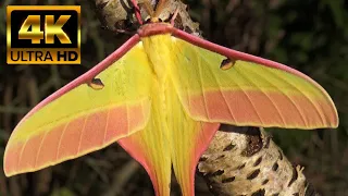 Chinese Moon Moth - Legendary Insect  - Asian Beauty - Actias dubernardi - 4k HD Video NO Commentary