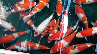 Giant Koi Fish – Jumbo Koi – Torazo Koi Farm [JUMBO KOI]