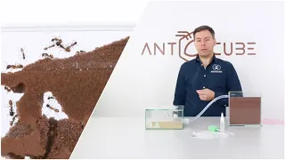 ANTCUBE starter set Digfix with ant farm for ants 