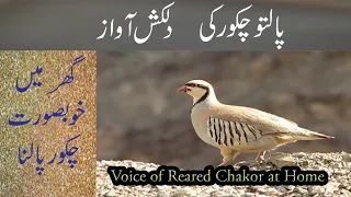 Ground Birds ka Farm, kala Teetar, Chand Chakor, Dakhni Teetar, Pheasant Farming, Hsn Entertainment