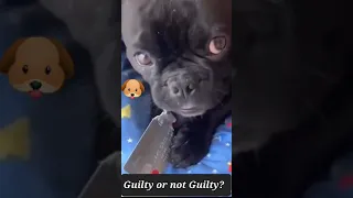 GUILTY  OR  NOT  GUILTY🐕🐶🐕‍🦺 #funny #funnyanimals #memes #dog #animalhumor