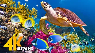 [NEW] 11H Stunning 4K Underwater Wonders - Relaxing Music | Coral Reefs, Fish & Colorful Sea Life