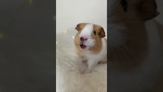 Loudest guinea pig ever