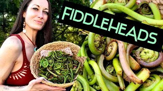 HOW TO IDENTIFY AND COOK FIDDLEHEADS #foraging #wildfood