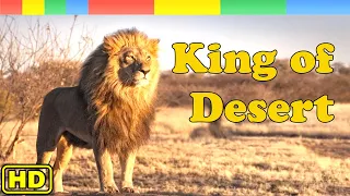 Lion Documentary - King of the Desert - Lion Pride in Wildlife -  Nat Geo Wild Documentary HD