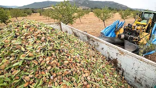 COMO se HACE la LECHE de ALMENDRAS industrial🥛| Como se CULTIVAN y COSECHAN las ALMENDRAS