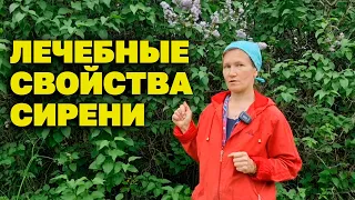 СИРЕНЕВЫЙ "ЖЕНЬШЕНЬ" В ВАШЕМ САДУ ИЗБАВИТ ОТ БОЛИ В СПИНЕ СУСТАВАХ ОМОЛОДИТ@natureMarusya