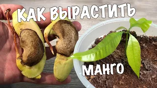 HOW TO GROW MANGO FROM SEED. Grow a mango tree at home!