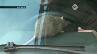 Автомобилисты используют крыс в борьбе с эвакуаторами