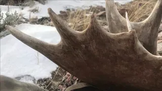 Shed Hunting 2021 Part 5:  Brown Moose Sheds With Dan