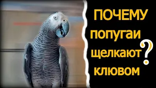 ПОЧЕМУ ПОПУГАИ ЩЁЛКАЮТ КЛЮВОМ?🐦ЖАКО ПЕТРУНЯ болтает без умолку