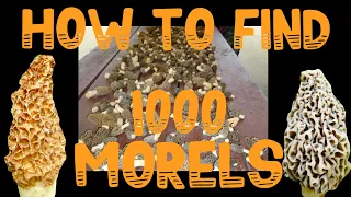 🔥How to Find 1000 Morel Mushrooms in 2024🔥 Elm Tree ID, secrets, #morelmushroomhunting, #foraging