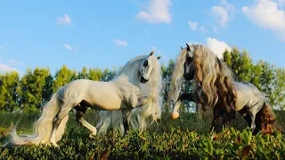 ЛОШАДИ НА ПРИРОДЕ?ЛЕТНИЙ КОННЫЙ ВЛОГ с ЛОШАДЬМИ/ЛОШАДИ БРЕЕР/БРЕЙЕР/HORSES BREYER PHOTOS/МОИ КОНИ