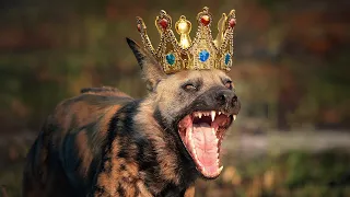 Wild Dog's New Ruler Documentary | KINGDOM OF DOGS