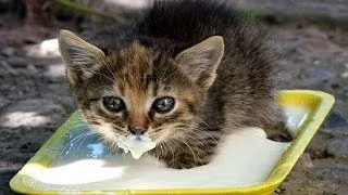Funny baby animals drinking milk - Cute animal compilation
