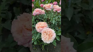 Три нежно - персиковых сорта японских роз