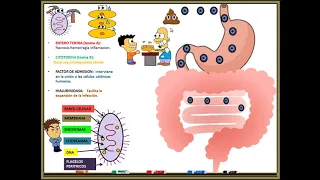 Clostridium Difficile