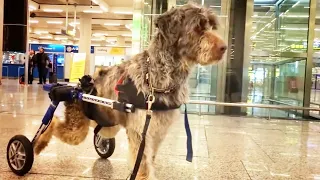 You have never seen anything like this… dog in wheelchair abandoned at the airport !