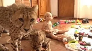 Toddlers Live With Cheetahs Video: 'Cheetah House' Documentary Follows S. African Family