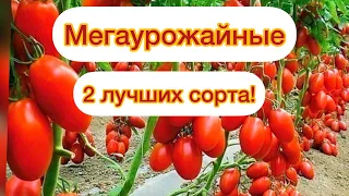 Гроздевые МЕГАУРЖАЙНЫЕ томаты, два ЛУЧШИХ сорта для холодных регионов