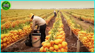 The Most Modern Agriculture Machines That Are At Another Level , How To Harvest Potatoes In Farm ▶3