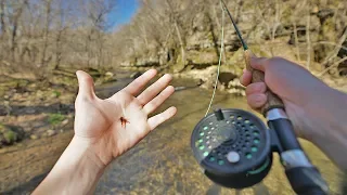 Fly Fishing Trout in Tiny Creek (Catch, Cook, Camping)