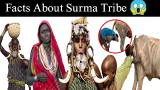 Surma Tribe in Ethiopia in Hindi|Facts About Surma Tribes Plates| |#itsfact#facttechz#whatthefacts