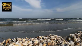 Sounds of the sea: White noise🎧relaxing waves 🌊 on the beach with shells to sleep in 4К. ASMR