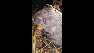 Большая крыса ест морковку/Rat eating carrots/大鼠吃胡蘿蔔