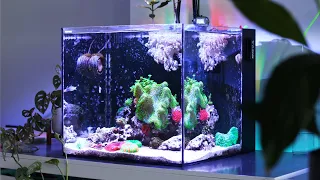 A 7-Min Tour of my Waterbox Cube 20 Saltwater Reef Tank