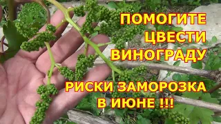 ПОМОГИТЕ ЦВЕСТИ ВИНОГРАДУ, и ВНИМАНИЕ!!! ЗАМОРОЗКИ в ИЮНЕ!!!