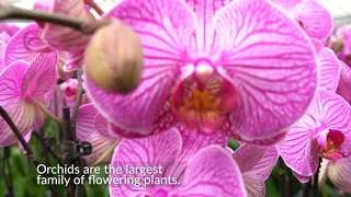 Did You Know? (Amazing Orchid Facts)