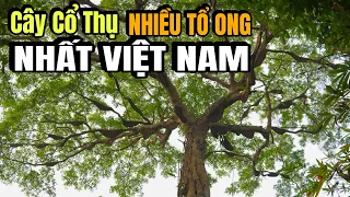 Cây Đa Nhiều Tổ Ong Nhất Việt Nam | Tập Full Khai Thác Lần 1