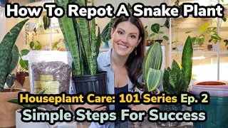 How To Repot A Snake Plant - Houseplant Care 101: Ep. 2 - Snake Plant Care, Repotting, Propagation