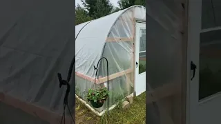 Amazing DIY cattle panel greenhouse