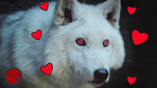 Game Of Thrones: Every Time Ghost Was A Very Good Boy