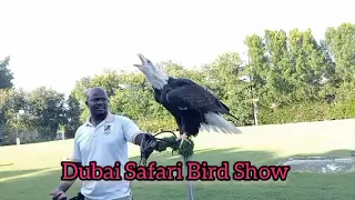 Wonderful Predatory Bird Show, Dubai Safari Park, Dubai, Birds of Prey , amazing experience