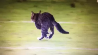 Cat on the field! Dolphins vs Ravens