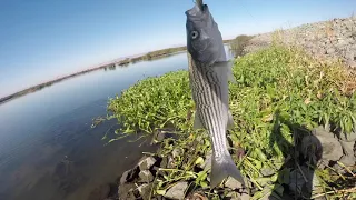 CALIFORNIA DELTA BASS FISHING: TOPWATER STRIPER ACTION!!!