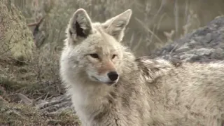 modest Mouse Coyotes Slowed to Perfection