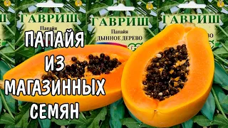 ВЫРАСТИТЬ ПАПАЙЮ ИЗ МАГАЗИННЫХ СЕМЯН?