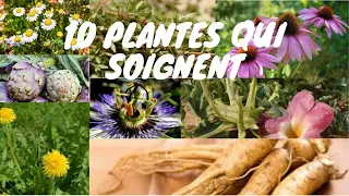 #plante_qui_guérisse# 10 plantes qui soignent