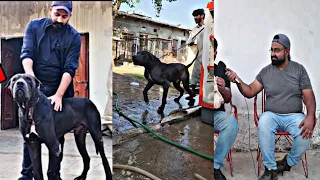 Best Pakistani Bully Dogs in punjab