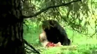 Animal Face Off  Alligator vs  Black Bear