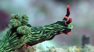 Mucky Secrets - Part 18 - Sea Slugs inc. Nudibranchs - Lembeh Strait