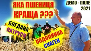 ВСІ СОРТИ НА ОДНОМУ ПОЛІ🌾ВИБИРАЄМО ПШЕНИЦЮ І ЯЧМІНЬ