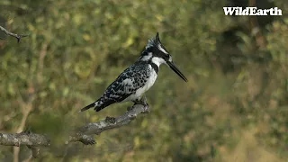 WildEarth - Sunrise Safari - 26 May 2023